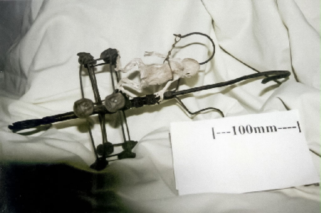 138 Hanging device with toad Museum of Witchcraft and Magic