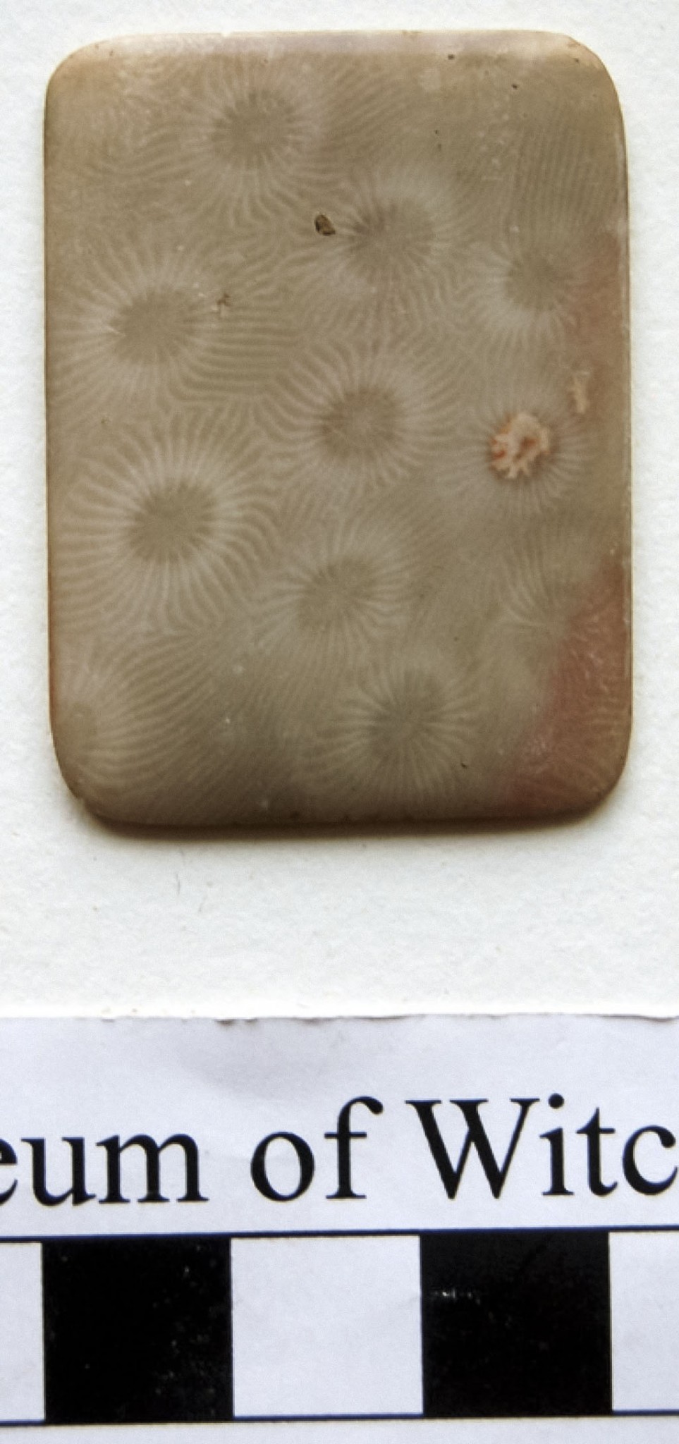 Rectangular Shell Fossil 2449 - Rectangular polished fossil - Museum of Witchcraft and Magic
