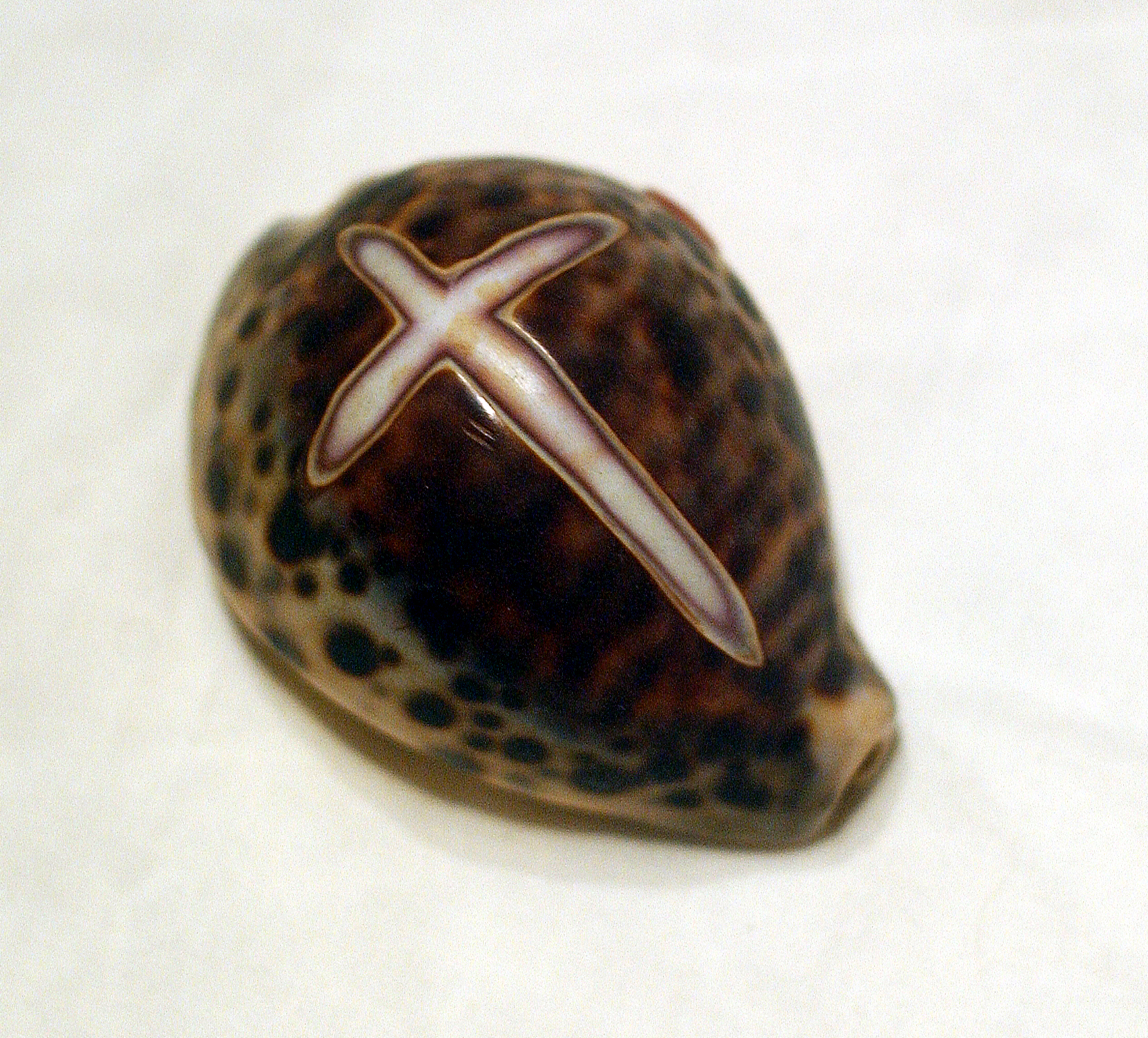 Good Shell Amulet 722 - Shell amulet - Museum of Witchcraft and Magic