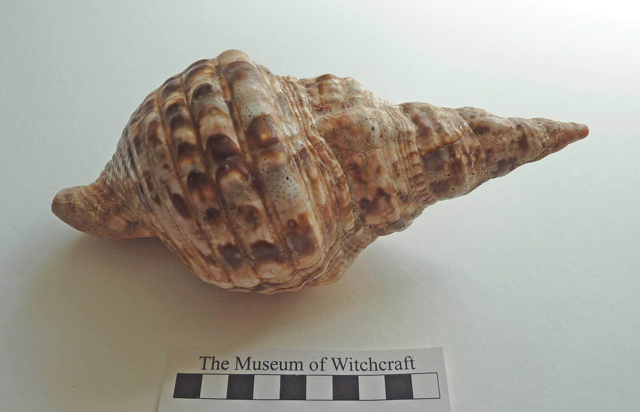 4201 - Shell - Museum of Witchcraft and Magic